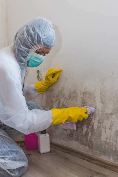 Best HVAC Mold Inspection and Cleaning  in Noank, CT