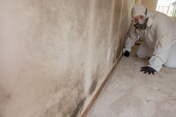 Best Mold Prevention Services  in Noank, CT